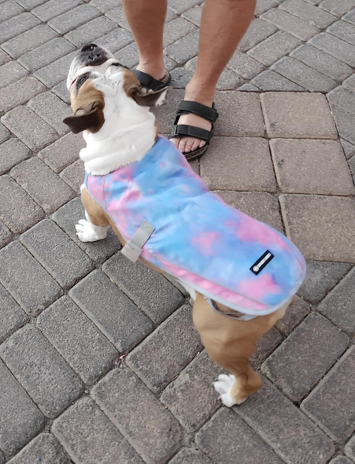This fits, is fashionable, and does a great job keeping our dog cool